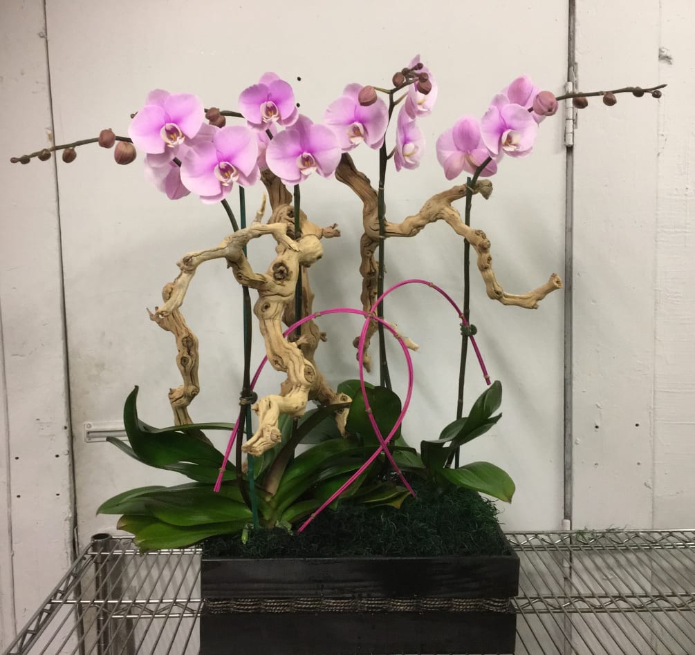 Live orchids. Light pink orchid plants in a wooden vase a manzanita