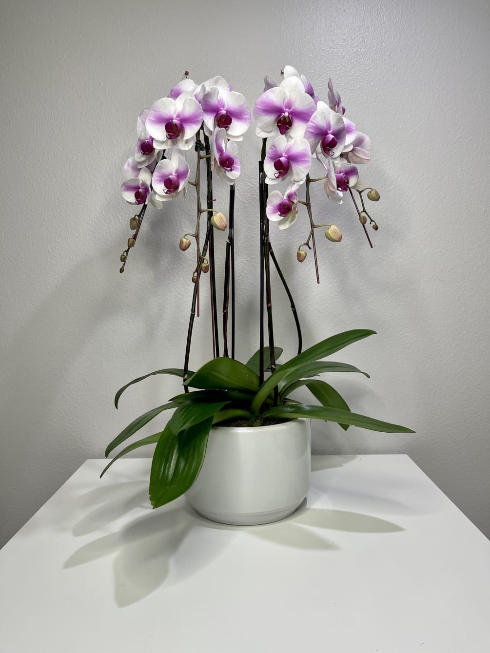 Pink and white orchids in white vase. Orchid color is subject to