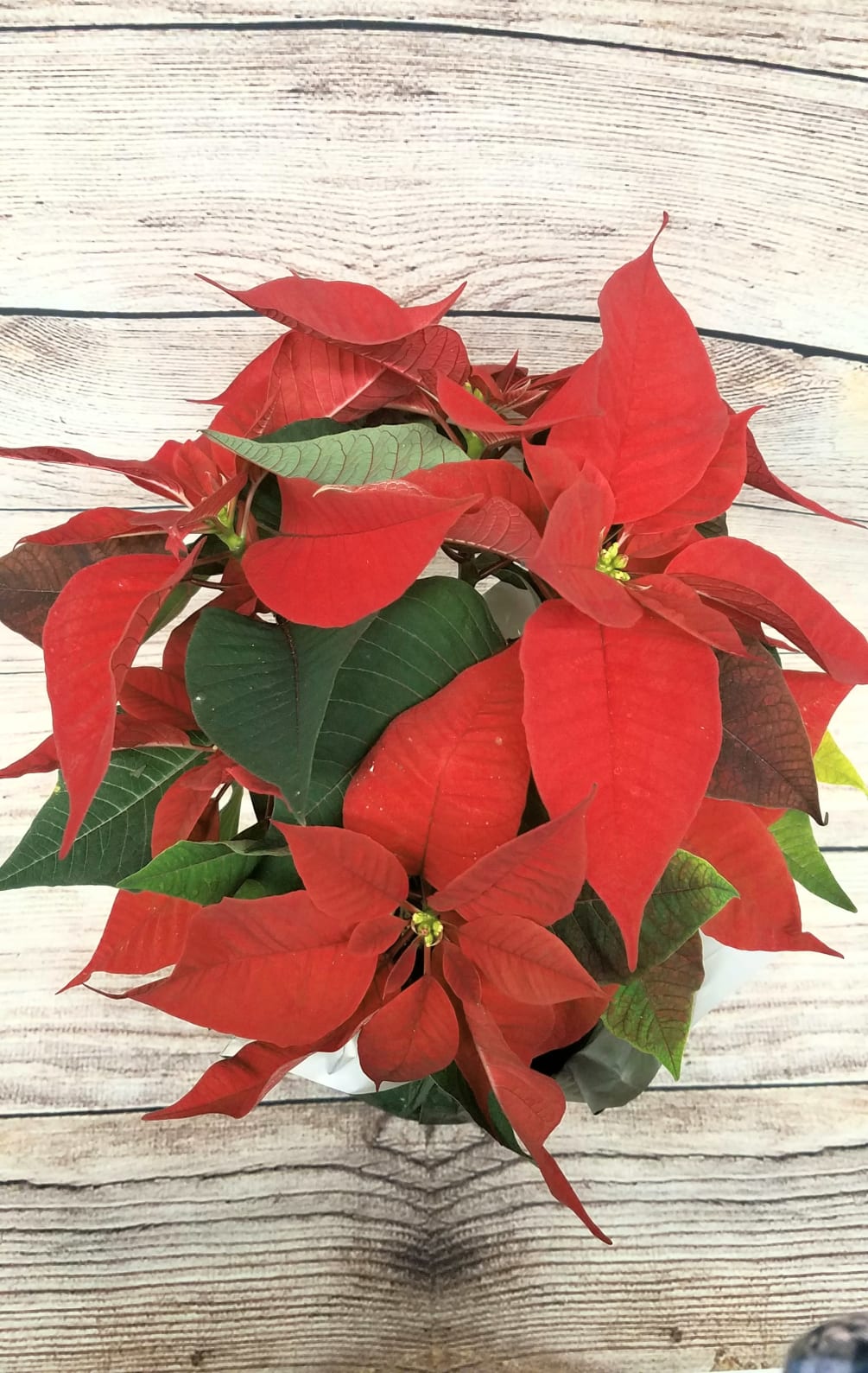 Say it with tradition! Give a gift of a pretty poinsettia dressed