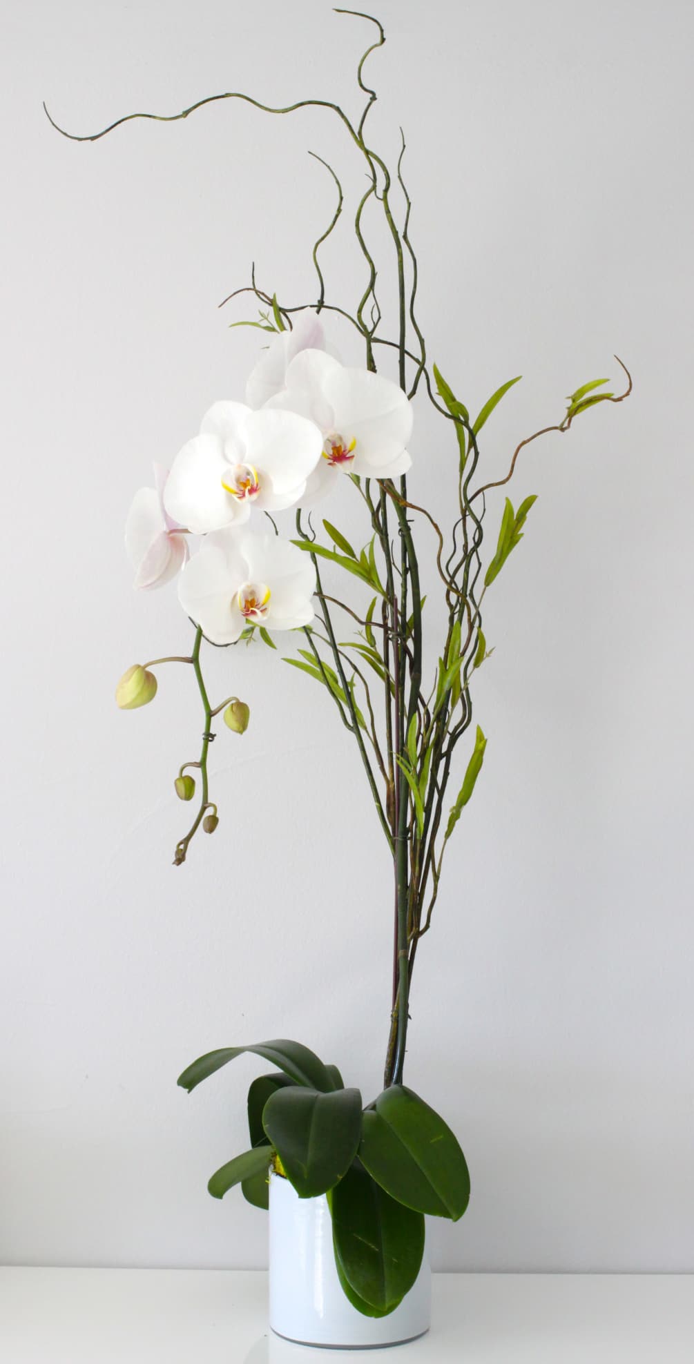A graceful white Orchid plant in a moss-filled glass container from La