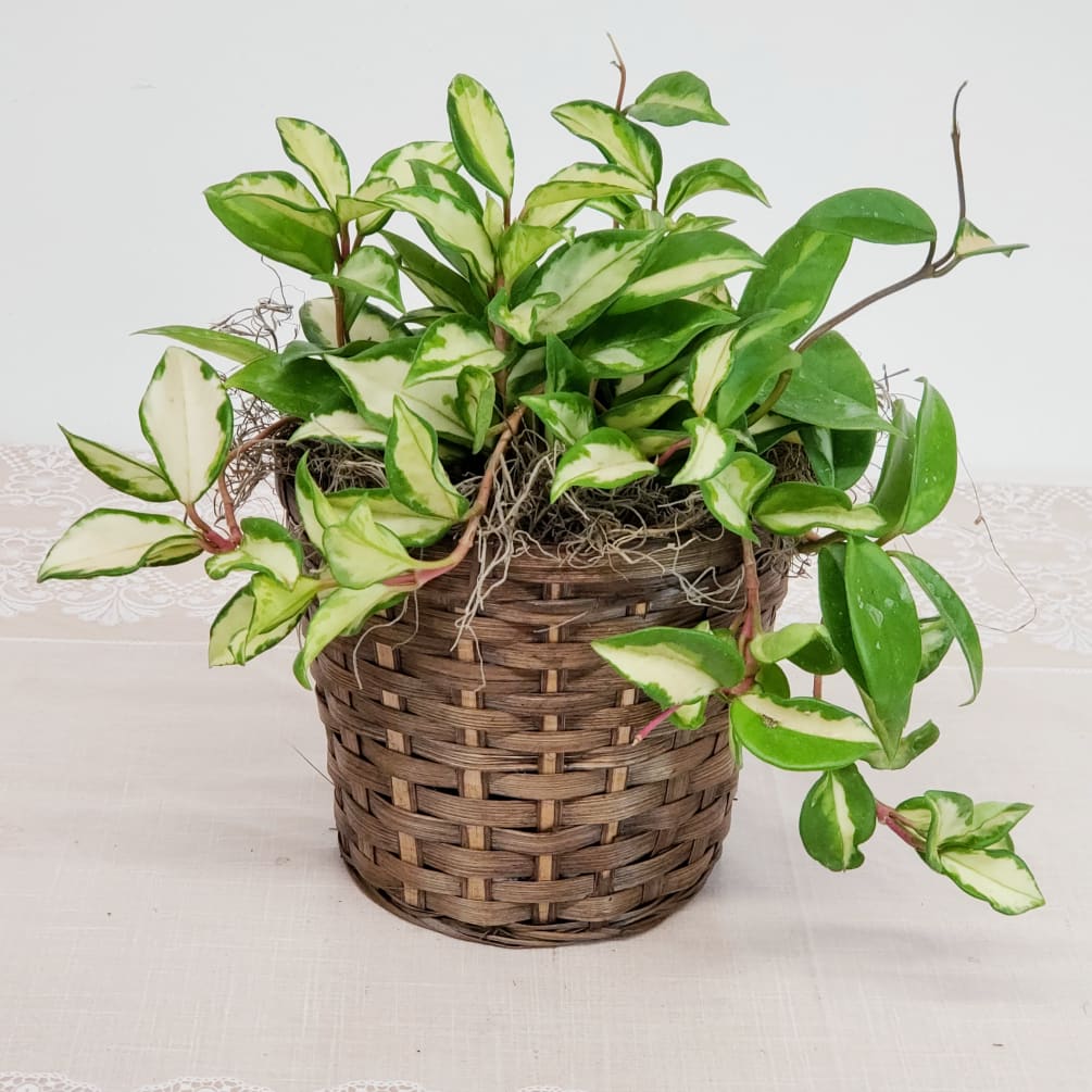 Hoya Exotica by Perfect Petals