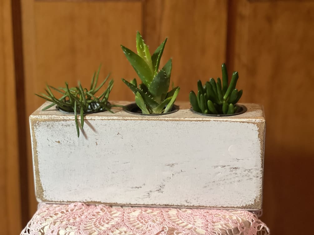 Rustic Succulents is florists choice of 3 succulents in a block of