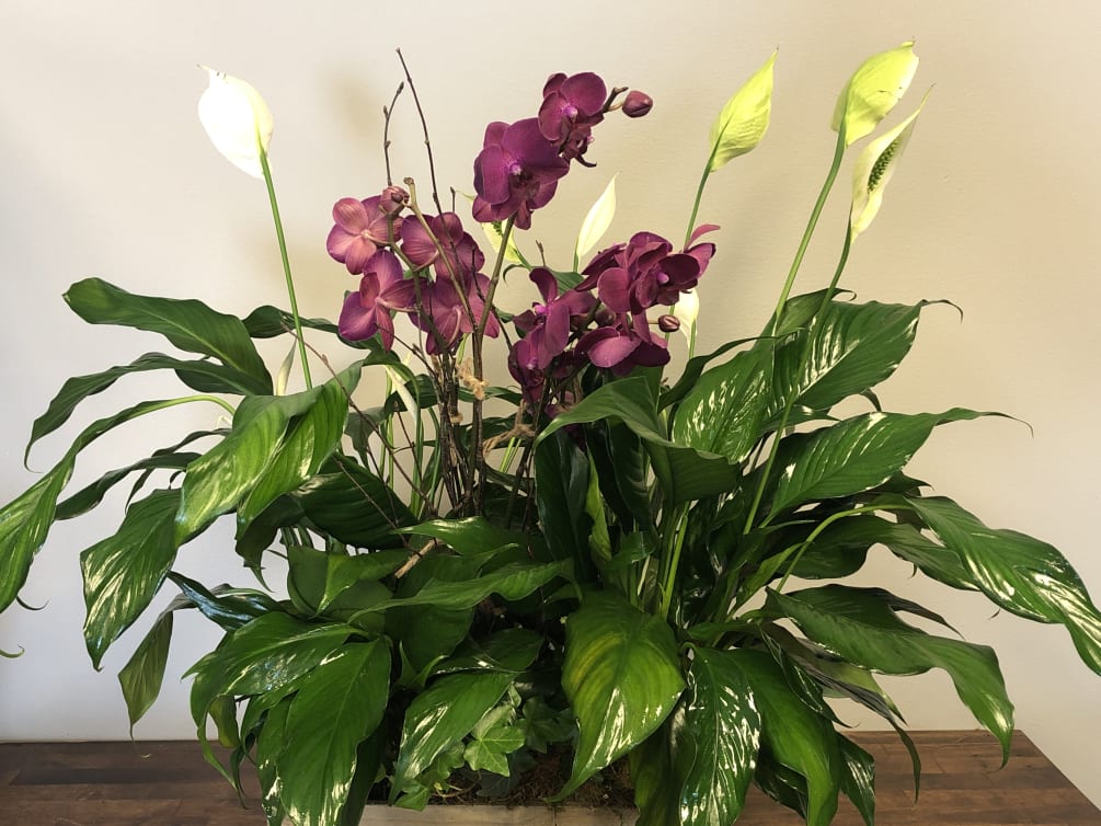 Featuring 2 large peace lilies and a double orchid- this extra-large planter