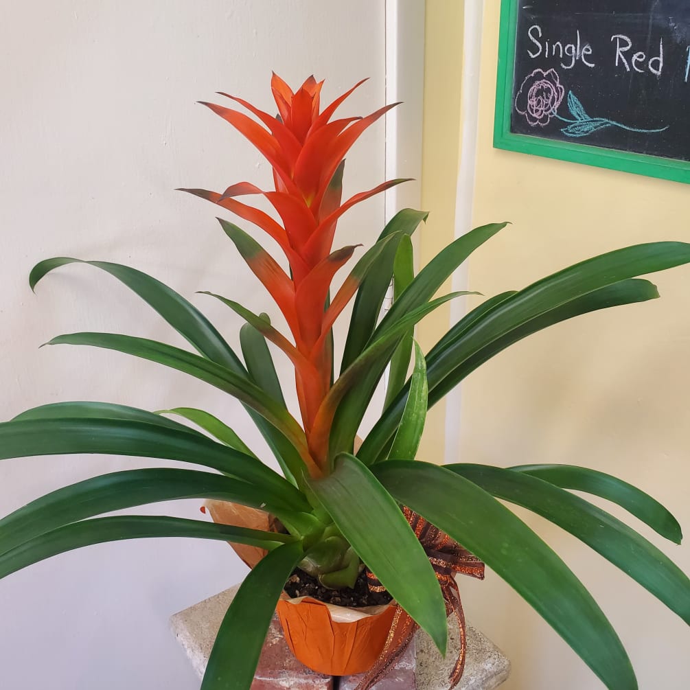 Tropical Bromeliad Plant by Garden Hills Florist