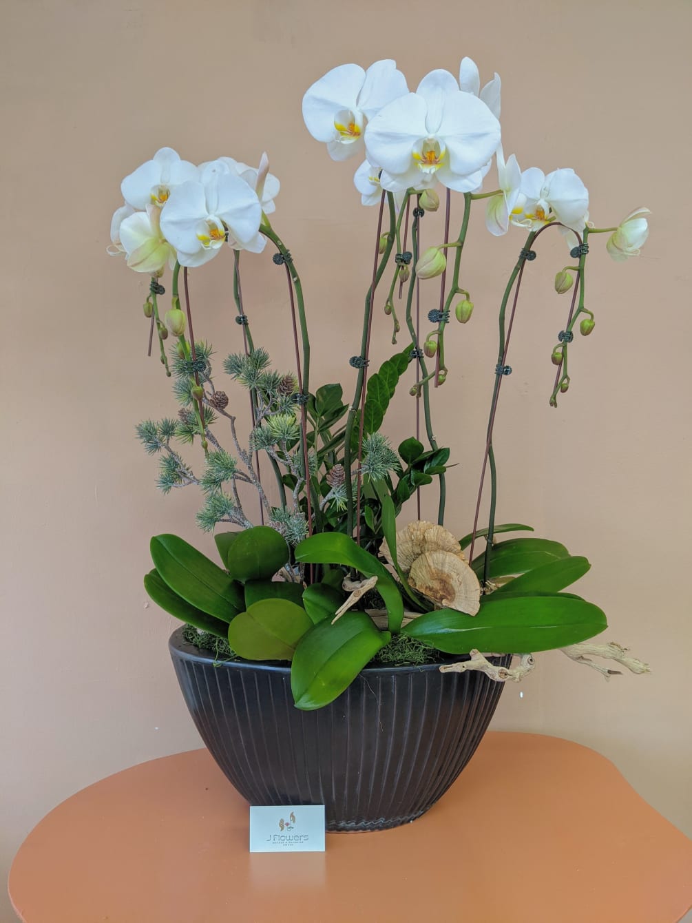 Five white orchids come planted in a black ceramic vase with wintery