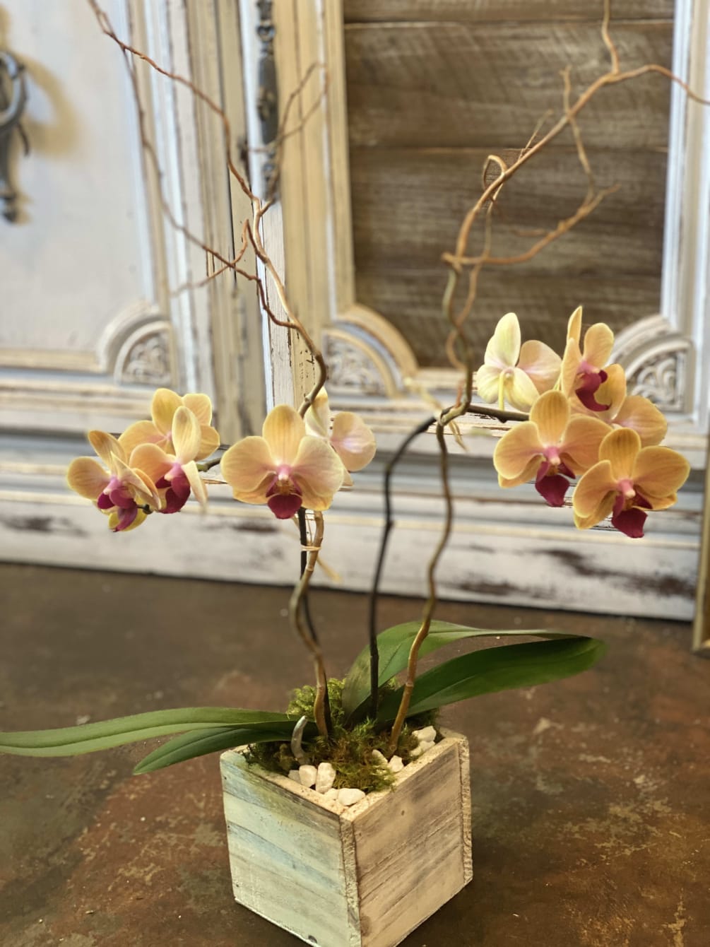 MINI Phalaenopsis OrchidA 3&quot; potted plant Approx. 14&quot; H. Containers and colors