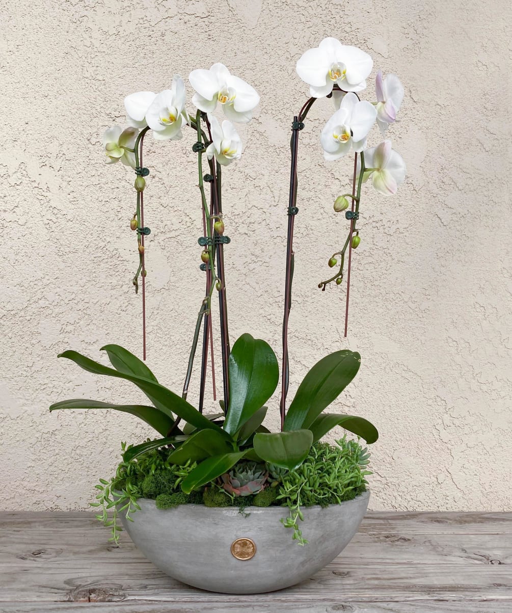 The stunning arrangement consists of three Premium Single Stem Cascading Orchids adorned
