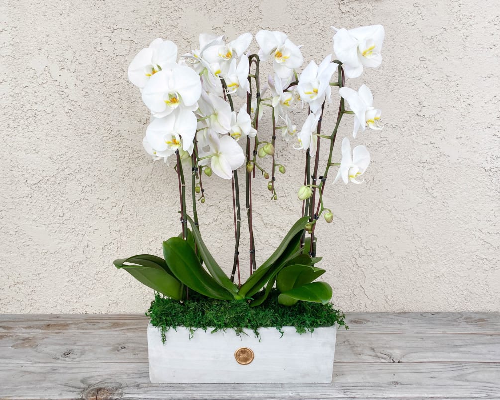 A stunning, modern arrangement of three Premium Phalaenopsis Cascading Orchids and moss