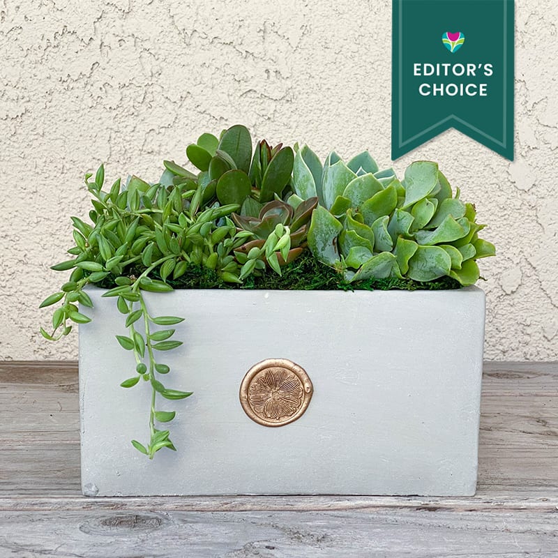 One of our most popular items! Succulents look great and last long.