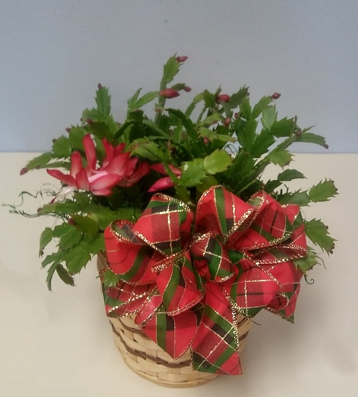 A beautifully decorated Christmas Cactus in a 6-inch pot decorated for the