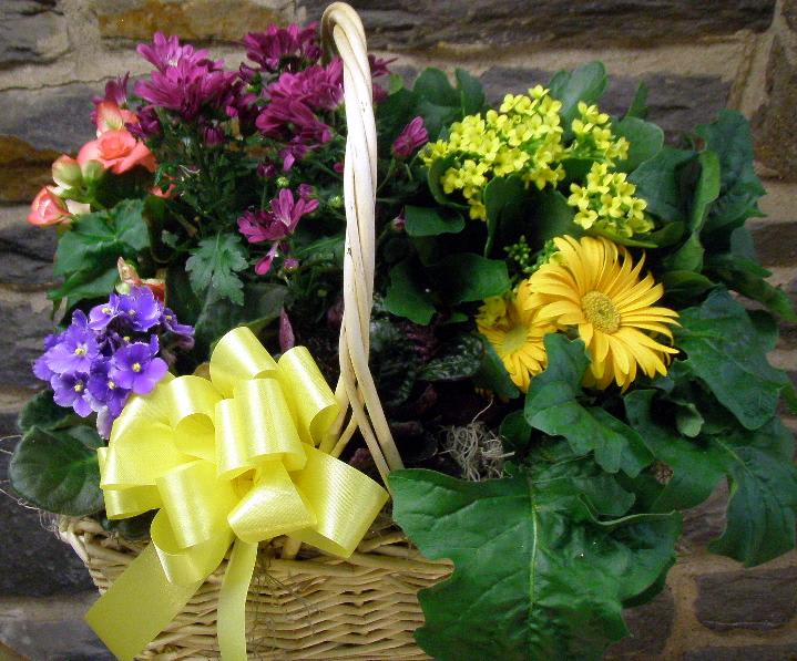 Colorful design of live potted plants in bloom. This long-lasting gift is