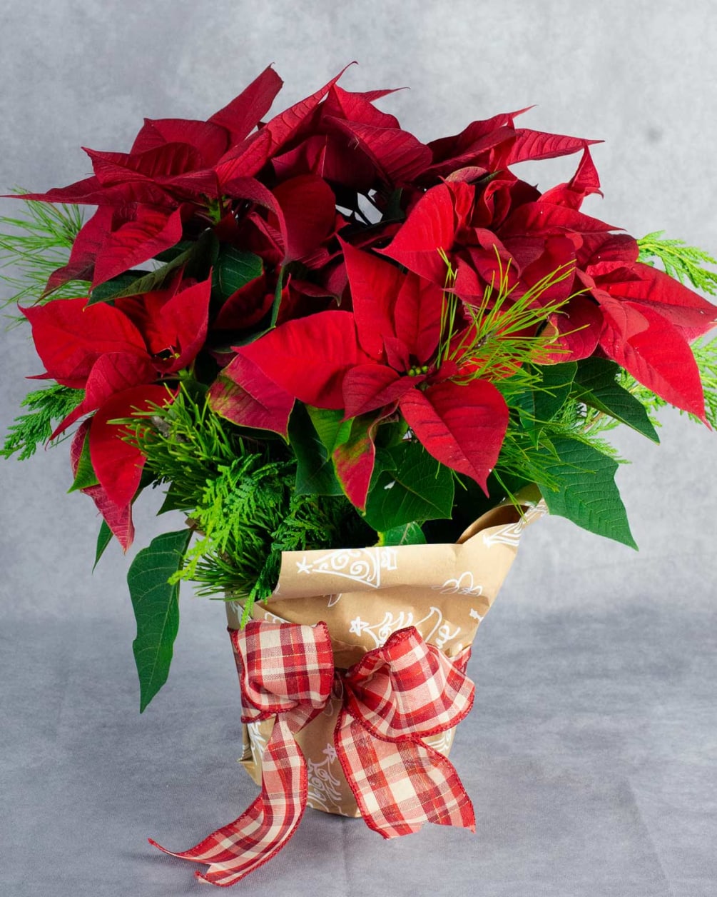 Poinsettia Red with Holiday Greens by Andrew's Garden