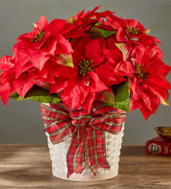 It truly isn&rsquo;t the holidays without a vibrant poinsettia. With its crisp