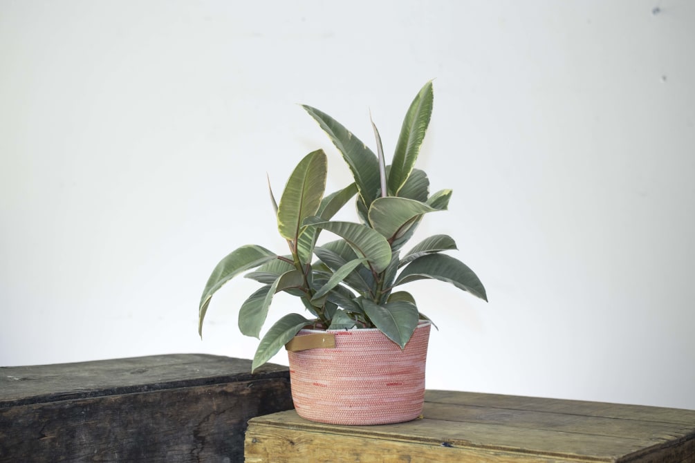 Potted Plant by Flower Casita