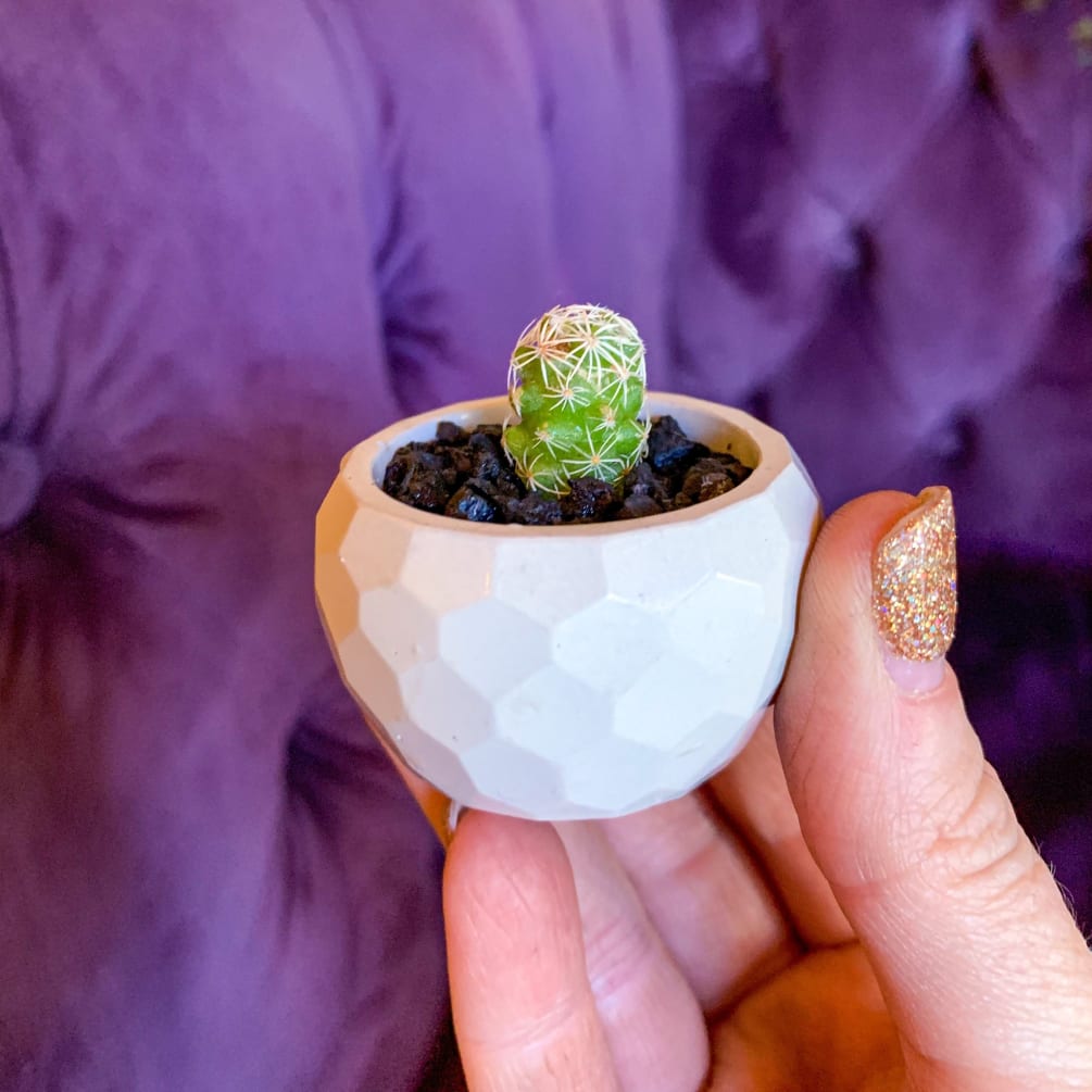 A cute tiny cactus in handmade pot 