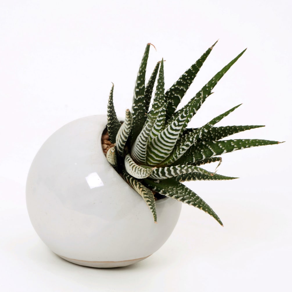 A handmade ceramic planter with zebra aloe plant. Planter is is 4.&quot;
