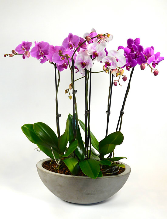 Purple and white orchid plants are a refined elegant choice to send