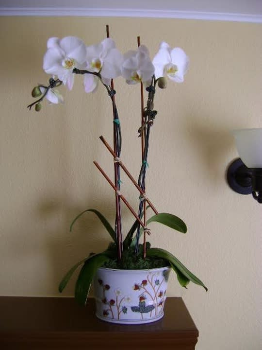A beautiful and elegant single white GRADE A phaelanopsis orchid. This is