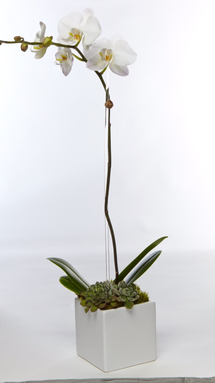 A Modern Twist to the Classic Orchid Plant- Clean, Crisp and Modern