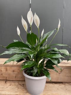 A beautiful peace lily in a decorative pot