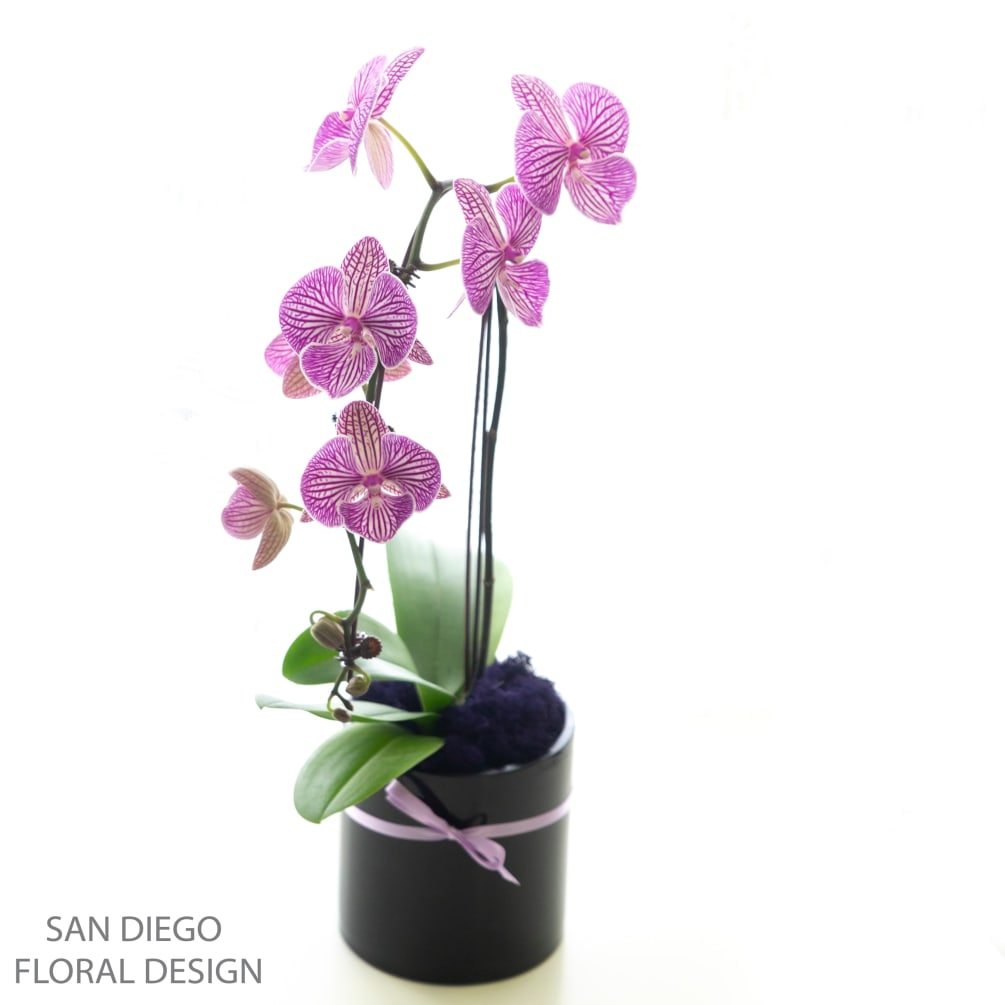 Elegant purple orchid in a stylish and modern black vase. 