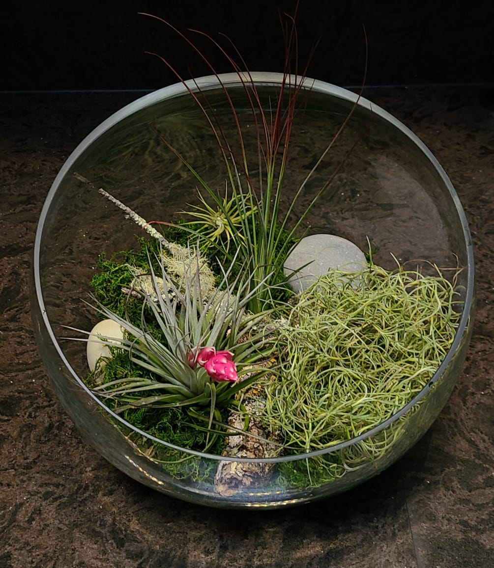 This arrangement has a variety of 4 different air plants placed on
