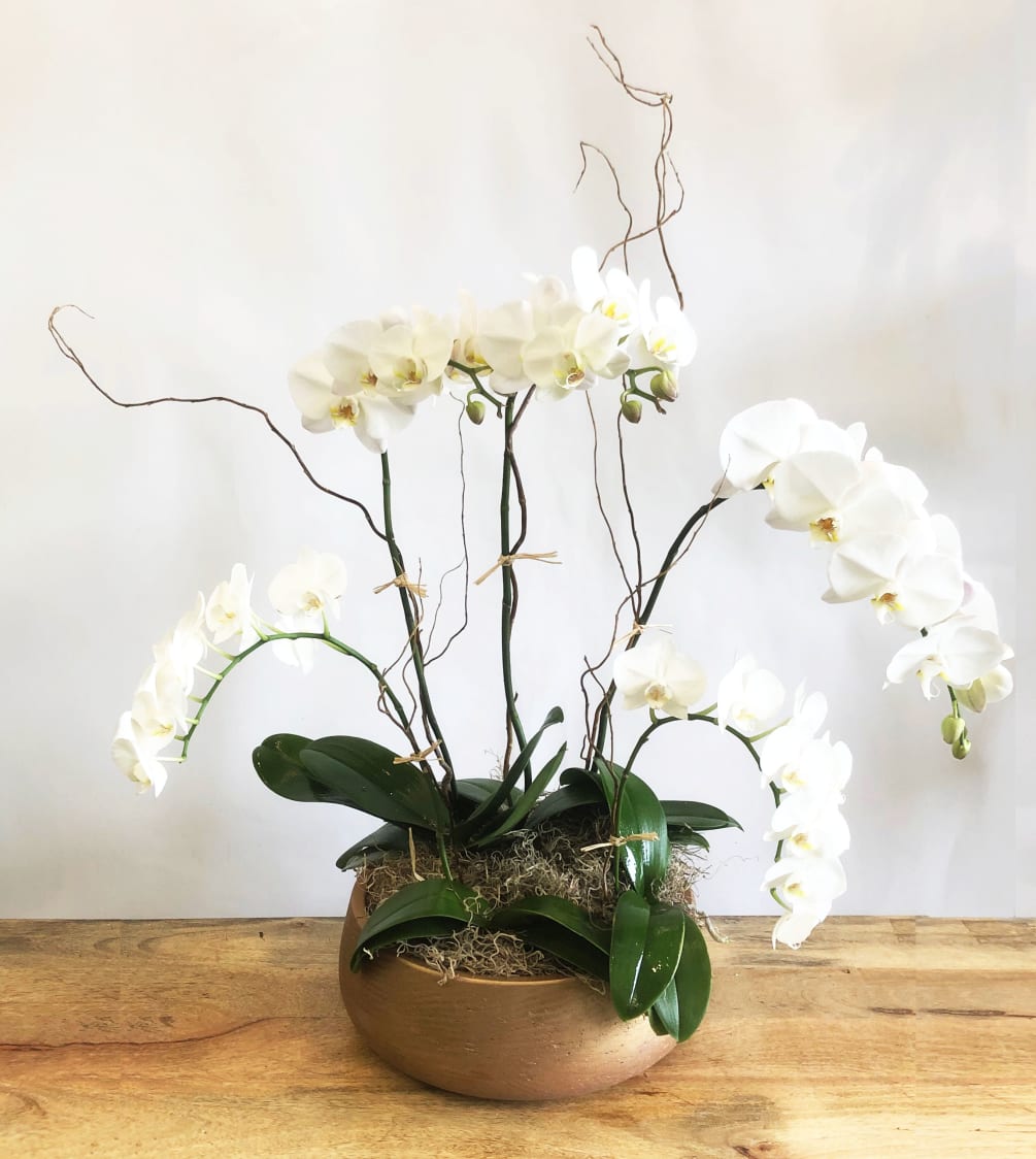 This is top quality Phalaenopsis mini orchids.
Stunning and impressive fresh white Phalaenopsis