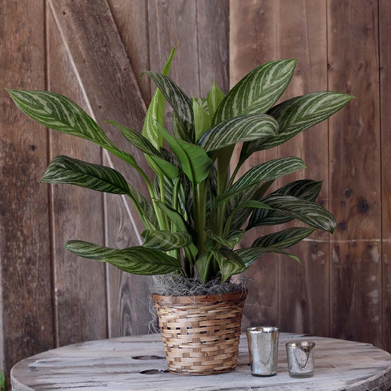 Silver Queen Chinese Evergreen...6 inch pot size and 8 inch pot size
