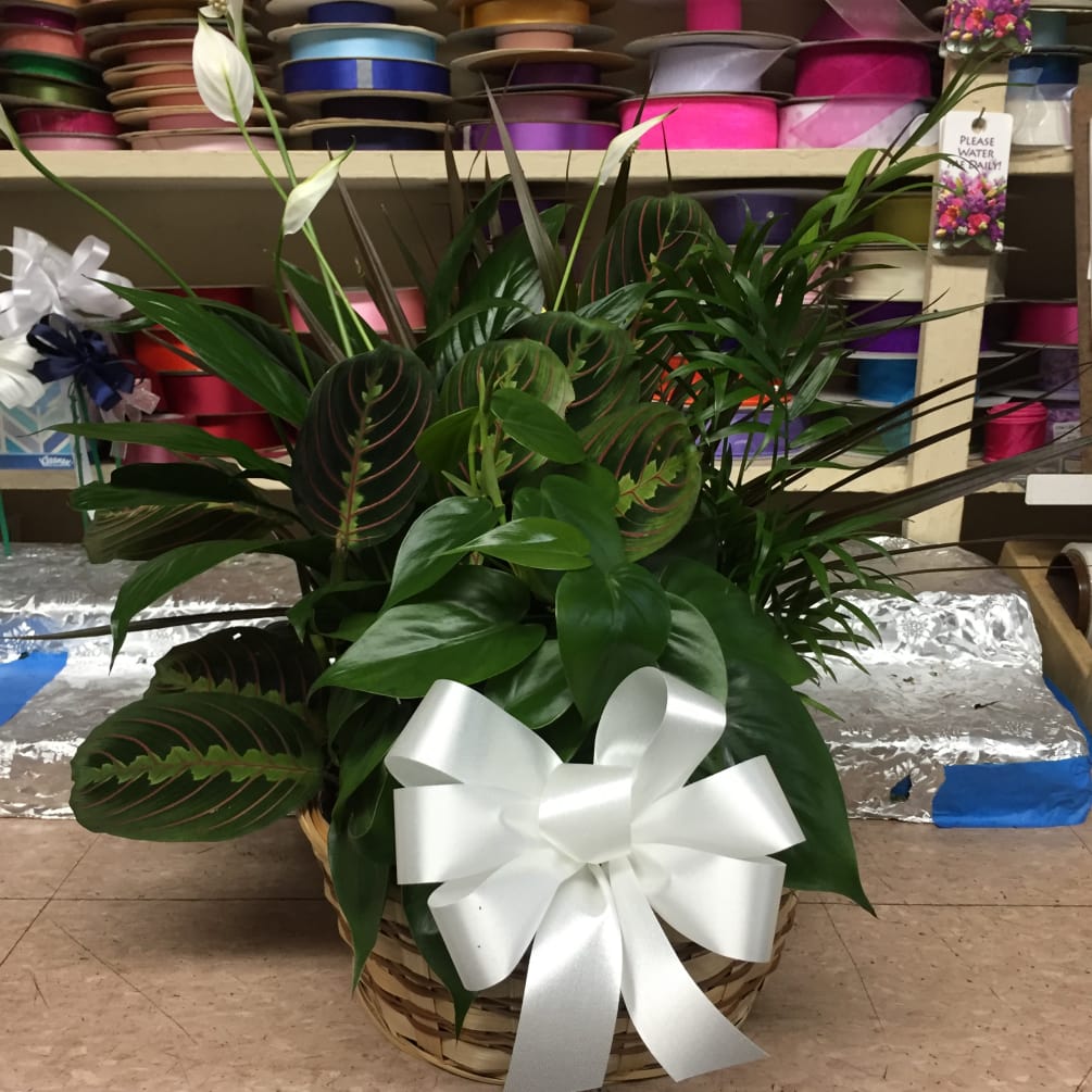 A 10&quot; Liner of assorted green plants in a wicker basket. Flowers