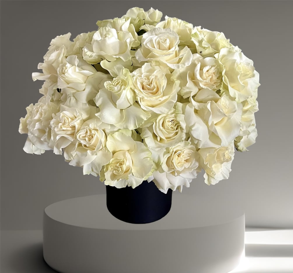 4 dozen reflexed white roses in a black ceramic vase.