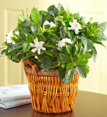 Make their day fragrant and fabulous with our breathtaking gardenia plant!

 