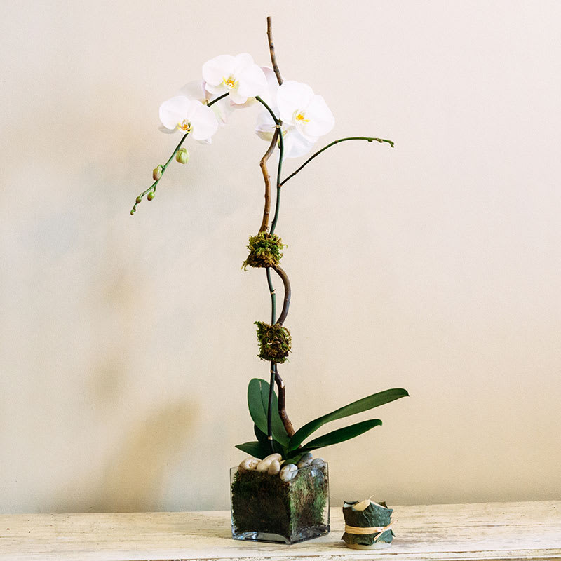 Potted white orchid