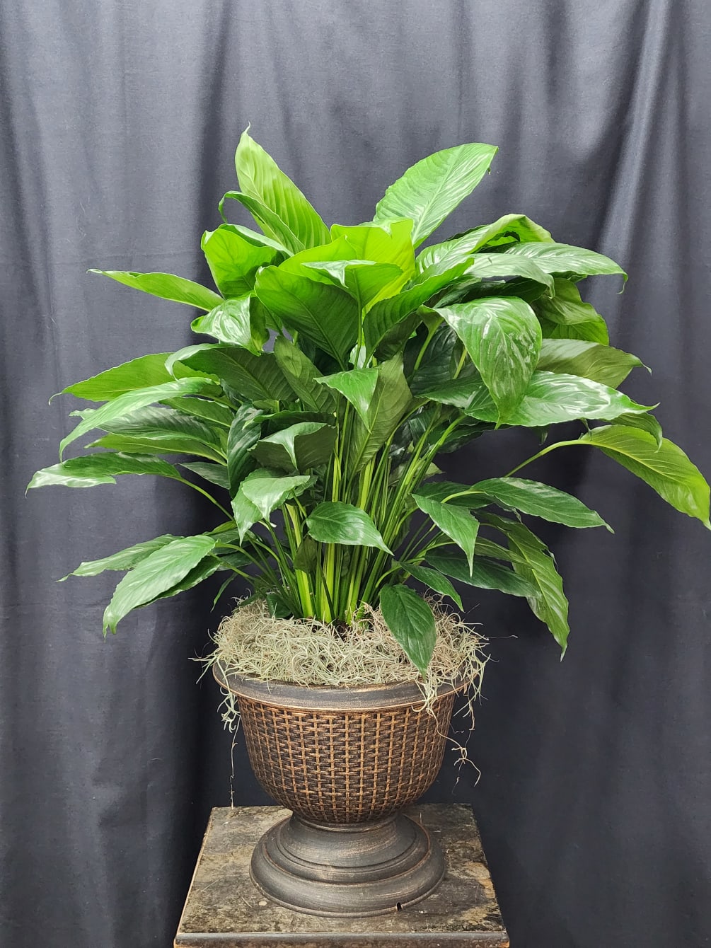 A beautiful large peace lily potted in a  classic urn. Makes