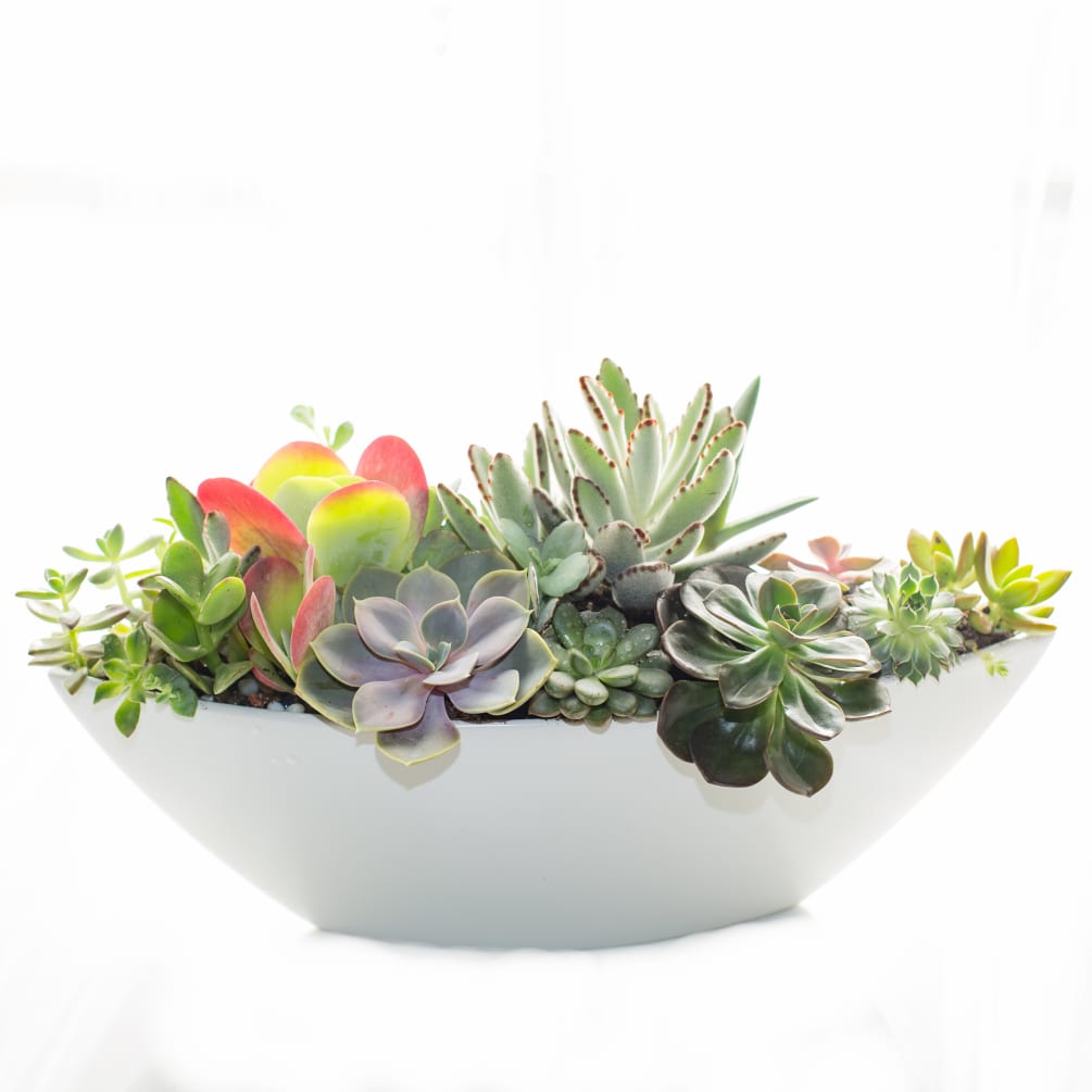 Modern and elegant display of locally grown succulents.