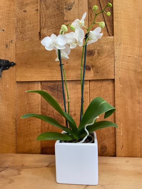 White double orchid plant in ceramic container.

Looking for another color? Give us