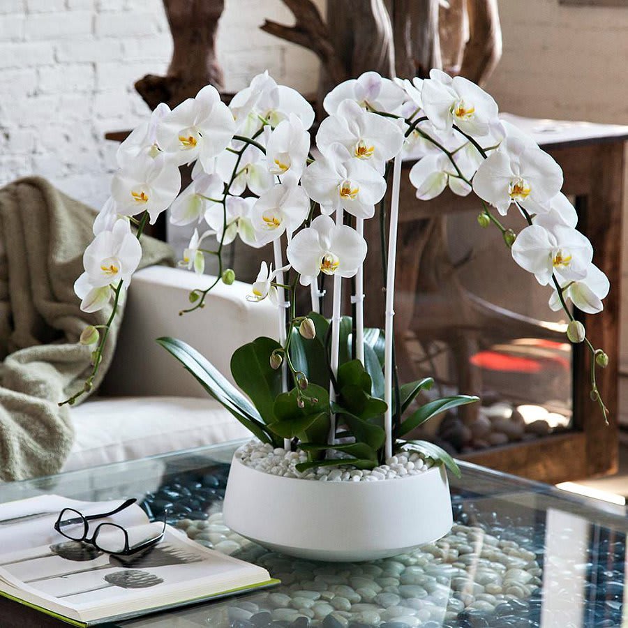 A captivating arrangement featuring a five white Phalaenopsis orchids.It is nestled in
