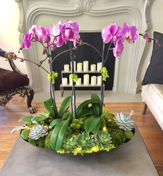 A beauty, featuring a trio of Phalaenopsis orchid plants with spikes showcasing
