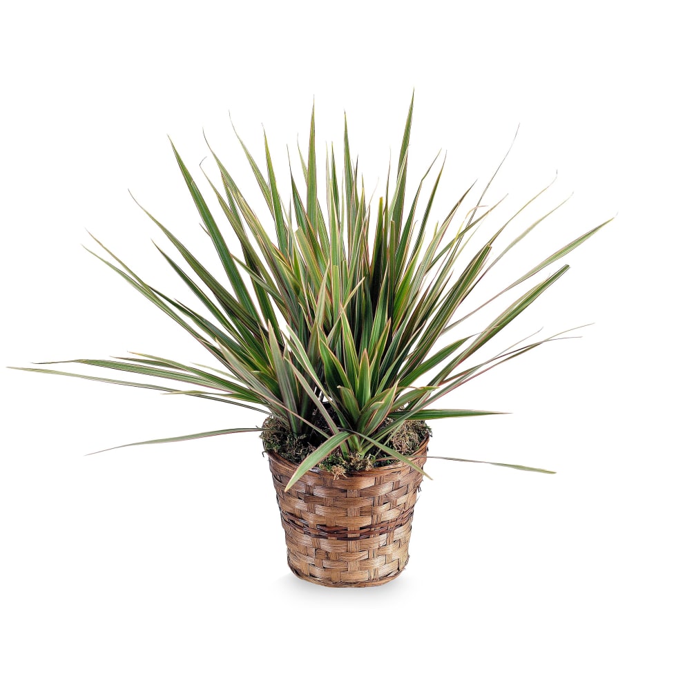 &quot;An easy-to-care indoor green plant is a perfect selection to enhance a