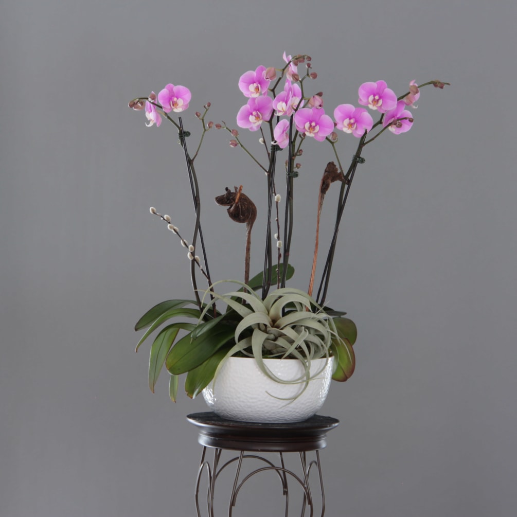 A striking orchid arrangement including 4 stems, decorative woody accents, moss, and