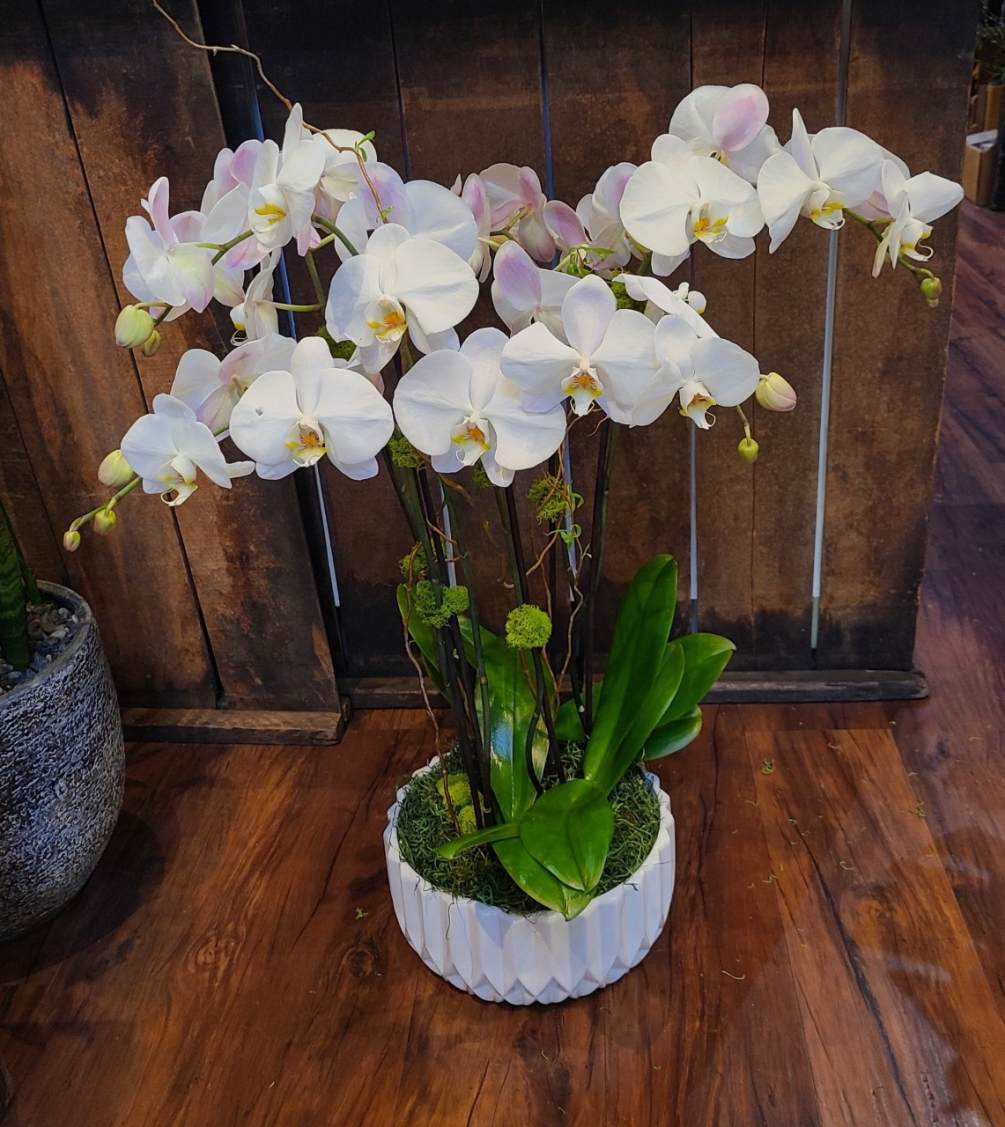 This arrangement consists of 3 double stemmed orchids, arranged in a white