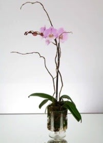Mini Pink Orchid in a Glass vase and river rocks and moss
