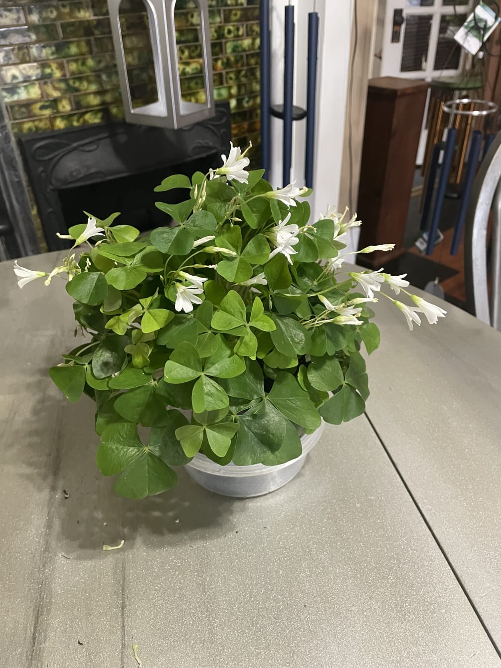 Clover Plant by Flowers For Keeps