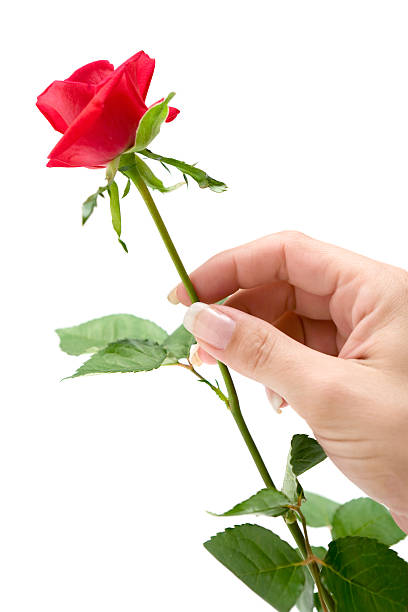 Express yourself with a single long-stem rose. Roses typically measure 17&quot;L each