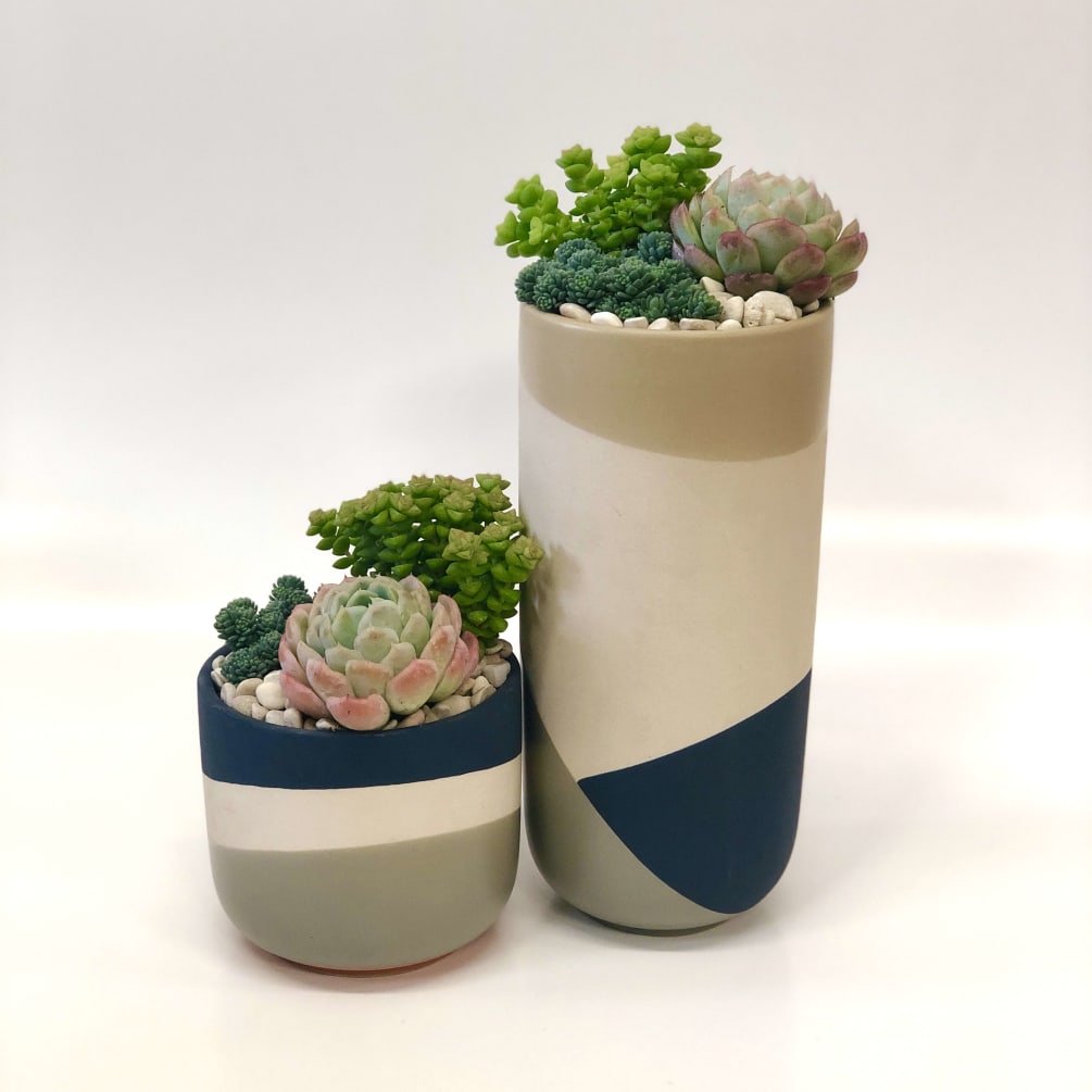 A set of two pots with three succulents each.