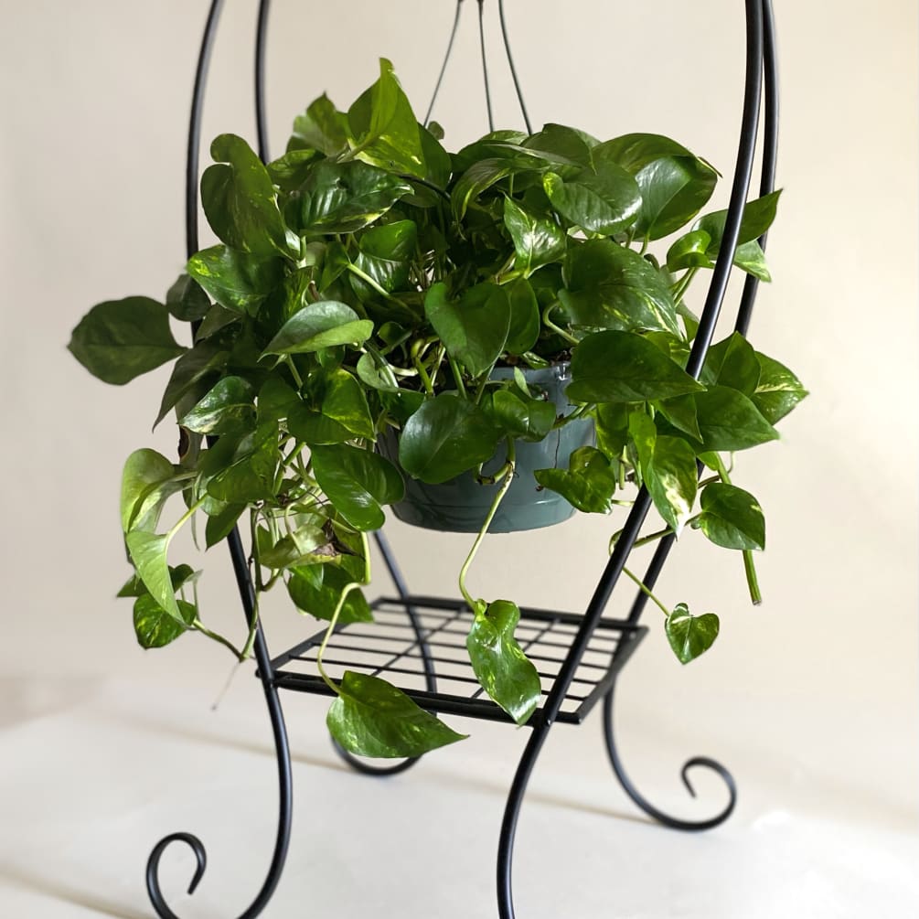 Hanging Pothos by Athens Flower Shop