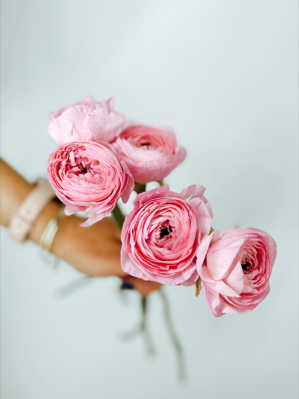 National Flower Day Pink Ranunculus by Le Fleur Floral Design