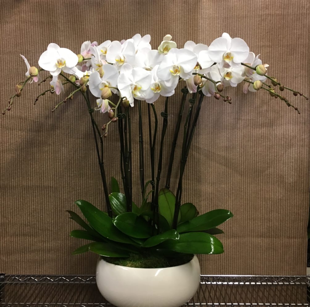 White Doubled Stem Orchids For An Amazing Full Look.