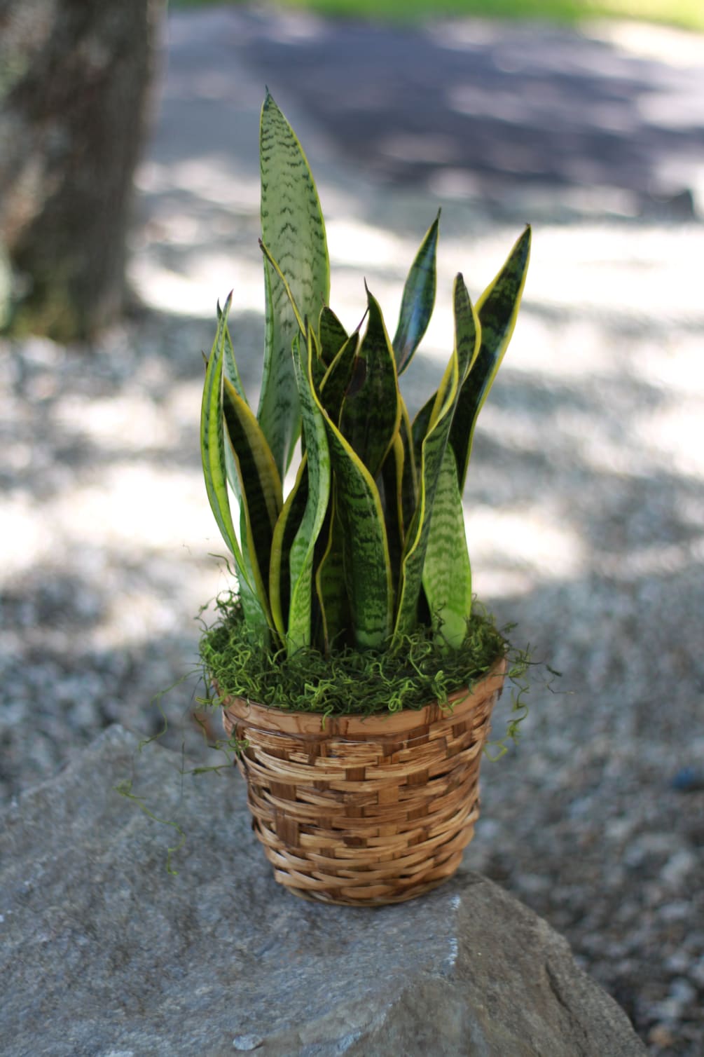 Unique and trendy sansevieria plant. Also known as the snake plant, in