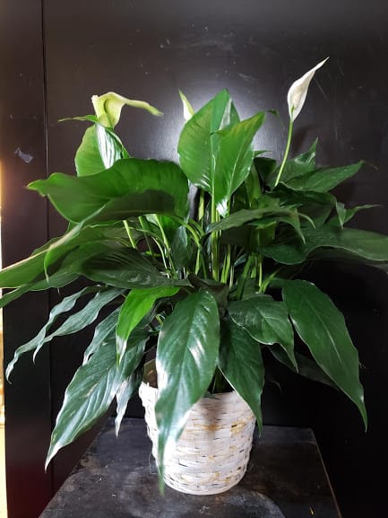 8&quot; Peace Lily as shown, approximately 24&quot; tall in Wicker basket.