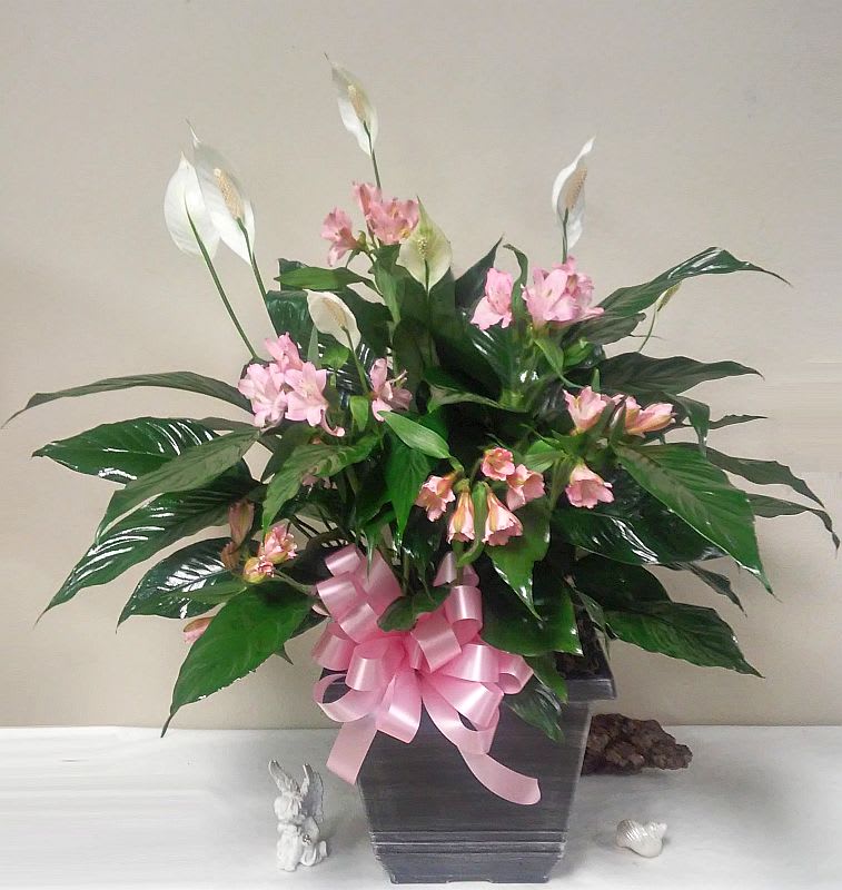 This Peace lily is in a 12&quot; deco planter box with fresh